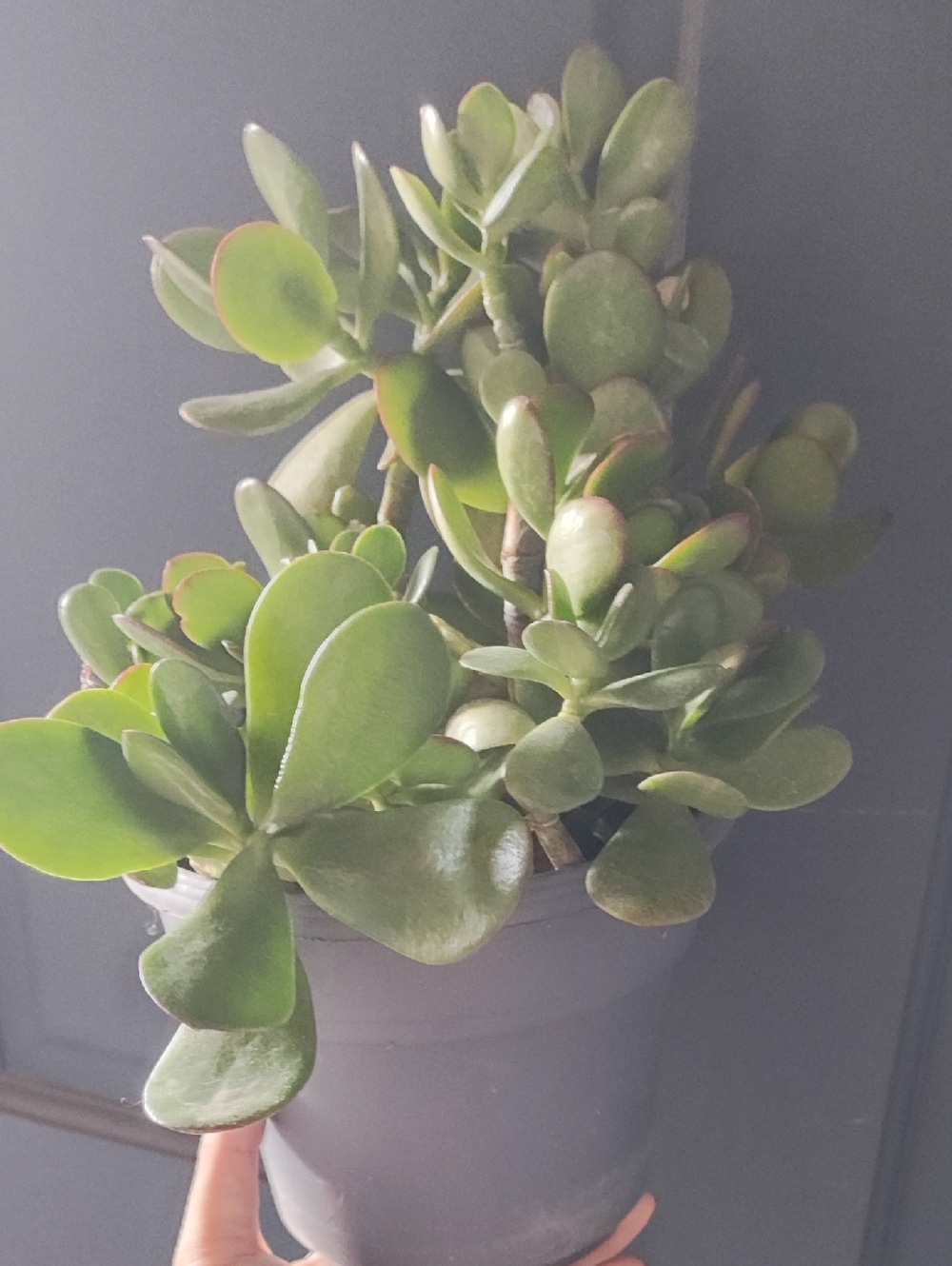 Jade Plant - Picture 3 of 5